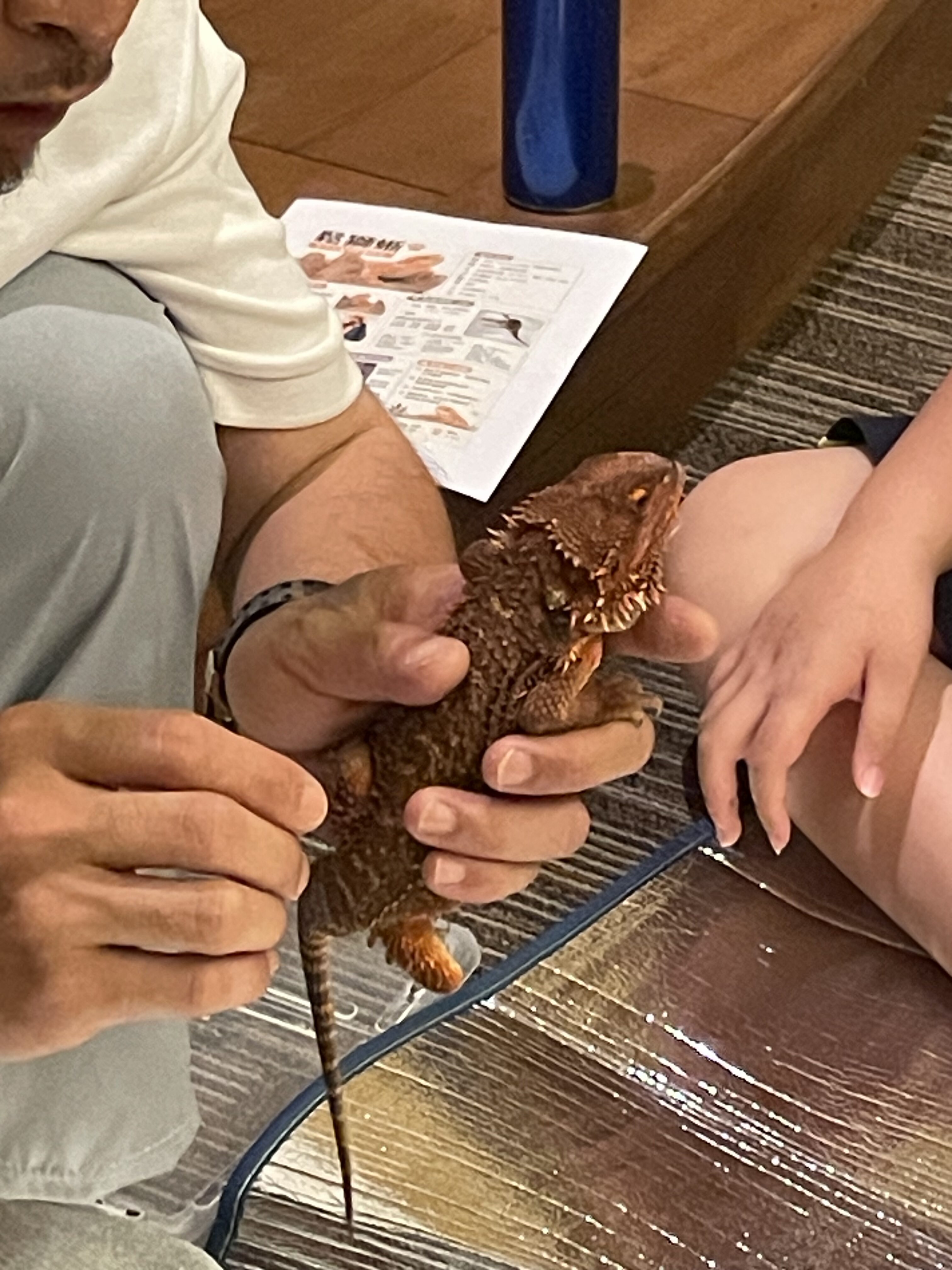 爬蟲動物觀察課-爬蟲動物上課中!:圖片 13